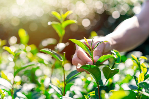 The farmer picking Green tea bud and fresh leaves with soft light, Tea plantation