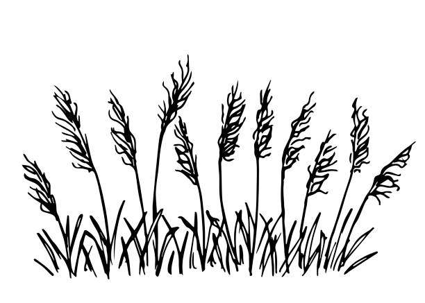 illustrations, cliparts, dessins animés et icônes de dessin vectoriel simple dessiné à la main dans le contour noir. herbe sauvage de pampas de steppe, roseaux, inflorescences paniquées. nature, paysage. croquis d’encre. - standing water grass area meadow lawn