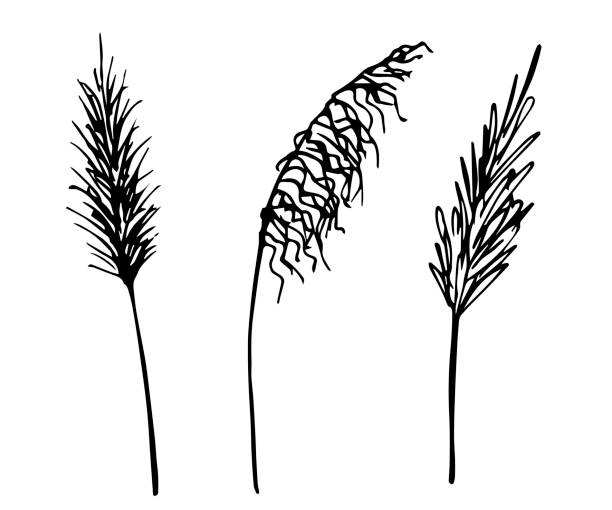 Hand drawn vector drawing in black outline. Set of panicle inflorescences, steppe pampas grass, wild reeds, dried flowers. Nature, plants for decorating boho style. Hand drawn vector drawing in black outline. Set of panicle inflorescences, steppe pampas grass, wild reeds, dried flowers. Nature, plants for decorating boho style. panicle stock illustrations