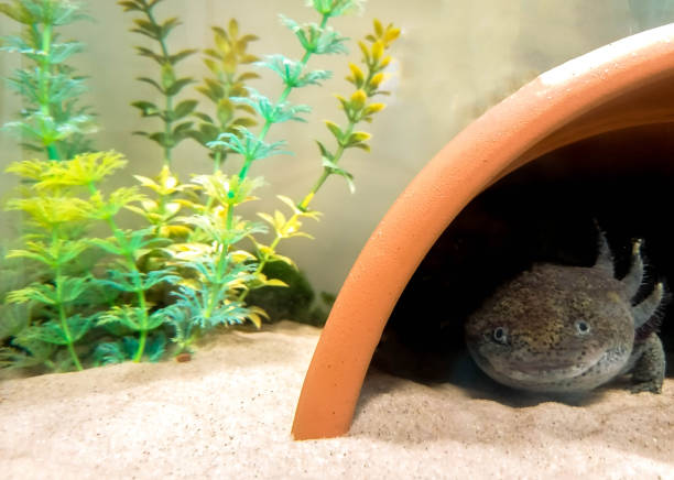 istock Freshwater Aquarium Axolotl 1308544691