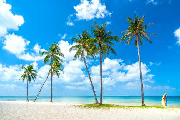 istock Tropical beach on a sunny day 1308544703