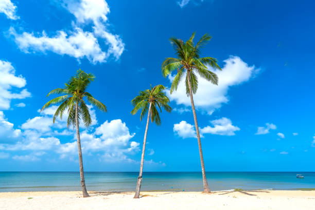 istock Tropical beach on a sunny day 1308544719