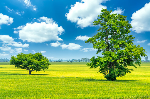 Old trees give shade in the middle of ripe rice fields at noon, golden sunshine in the Mekong Delta countryside, Vietnam