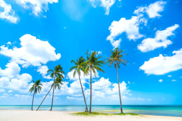 istock Tropical beach on a sunny day 1308544732