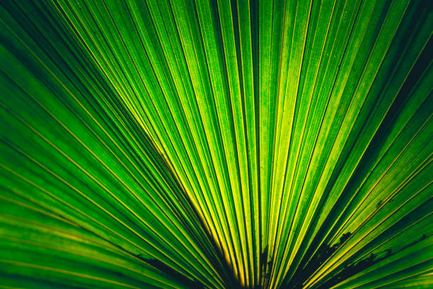 palm tree leaf sunlight tropical leaves light and shadow abstract - chlorophyll striped leaf natural pattern photos et images de collection