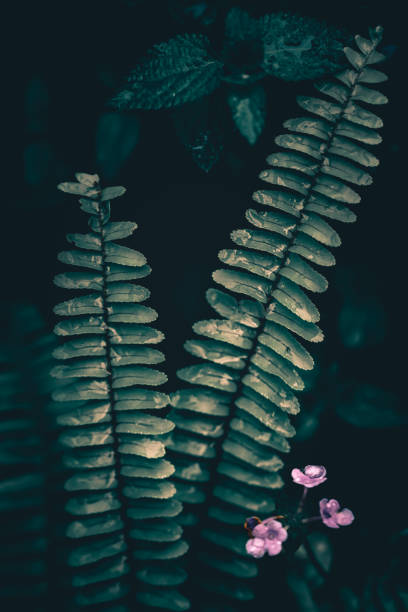Green leaf with dew on dark nature background