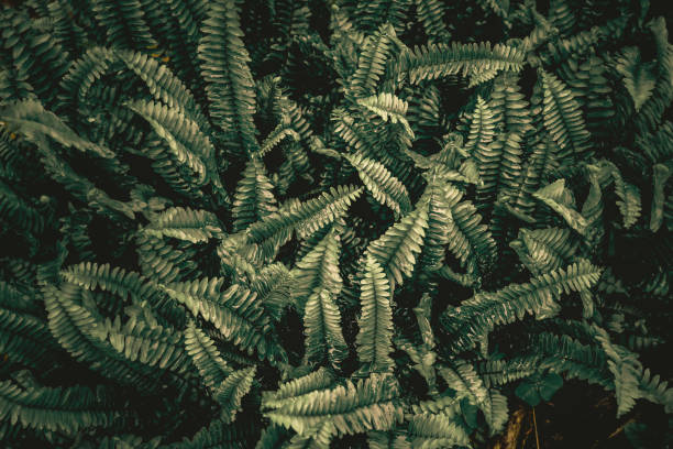 Green leaf with dew on dark nature background