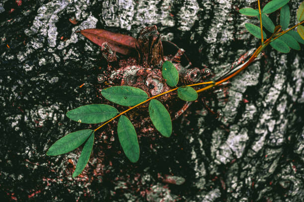 Green leaf with dew on dark nature background