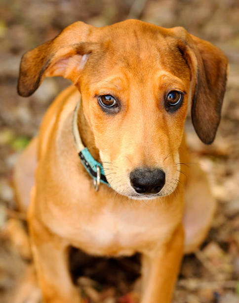 istock Dog Puppy Face Looking Up Vertical 1308547835