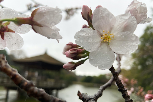 Nara, Japan - March 21, 2021: A close-up of the branch of a cherry blossom tree near the water pavilion in Nara visible in the back. The light petals are still covered in raindrops from a recent shower.