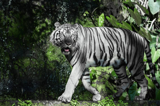 istock Photos of tiger naturally. 1308550452