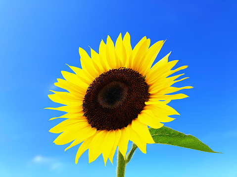 A sunflower is blooming against the blue sky.