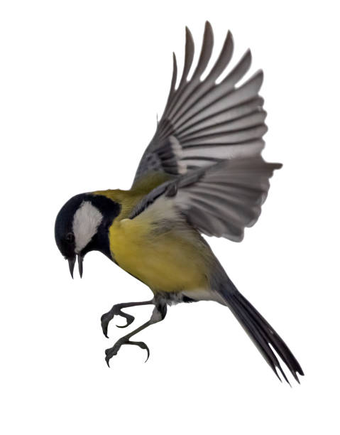 istock flight of isolated gold tit 1308552334