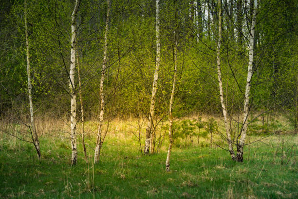 istock A beautiful, freshly blooming birch trees in spring. New green birch leaves in morning light. 1308553270