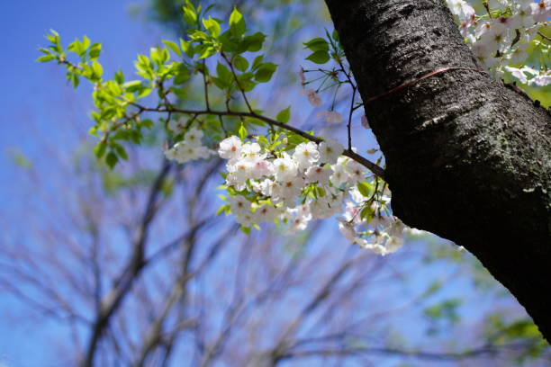 kwitnące wiśnie w parku - cherry tree flash zdjęcia i obrazy z banku zdjęć