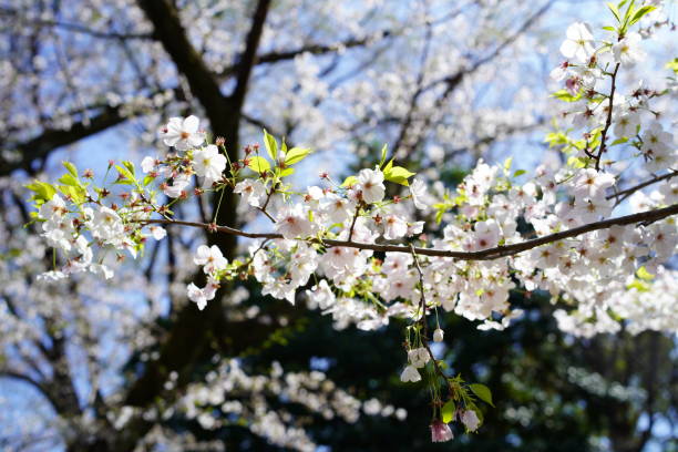 kwitnące wiśnie w parku - cherry tree flash zdjęcia i obrazy z banku zdjęć