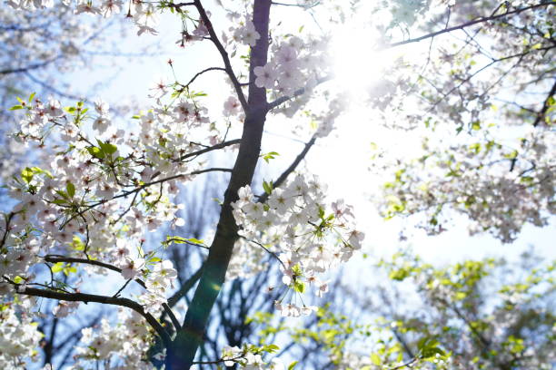 公園に咲く桜 - deciduous tree flash ストックフォトと画像