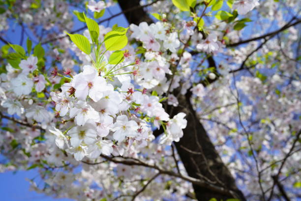 kwitnące wiśnie w parku - cherry tree flash zdjęcia i obrazy z banku zdjęć