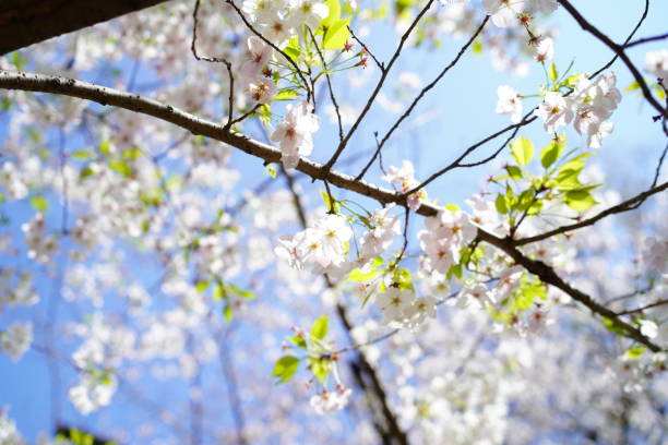 公園に咲く桜 - deciduous tree flash ストックフォトと画像