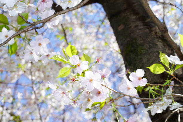 公園に咲く桜 - deciduous tree flash ストックフォトと画像