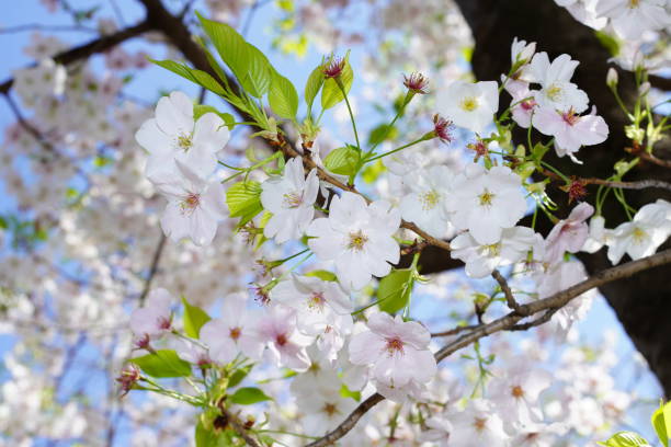 kwitnące wiśnie w parku - cherry tree flash zdjęcia i obrazy z banku zdjęć