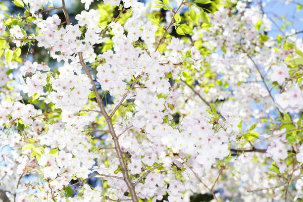 公園に咲く桜 - deciduous tree flash ストックフォトと画像