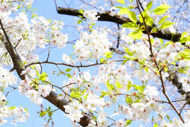 kwitnące wiśnie w parku - cherry tree flash zdjęcia i obrazy z banku zdjęć