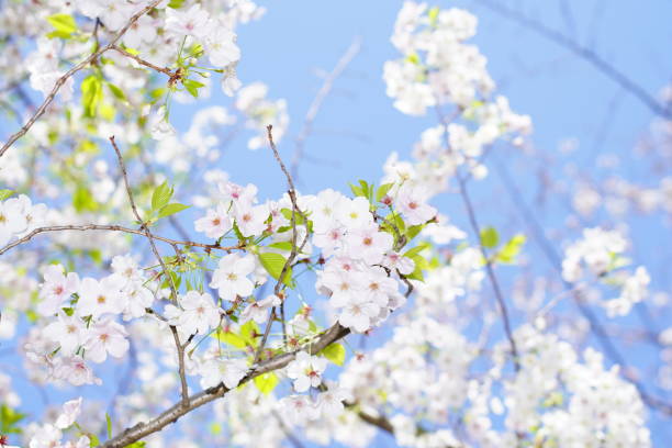 公園に咲く桜 - deciduous tree flash ストックフォトと画像