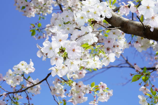 kwitnące wiśnie w parku - cherry tree flash zdjęcia i obrazy z banku zdjęć