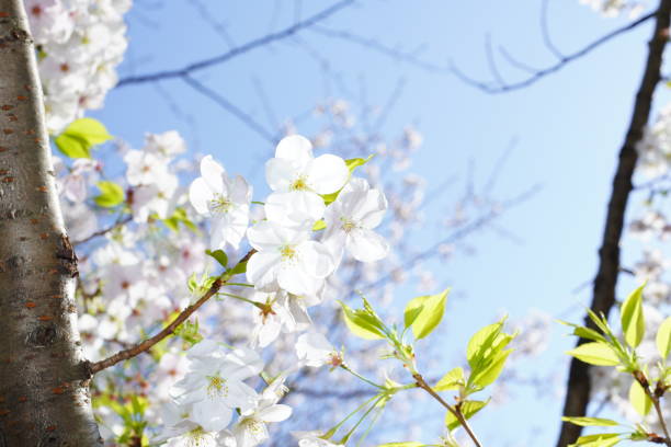 公園に咲く桜 - deciduous tree flash ストックフォトと画像