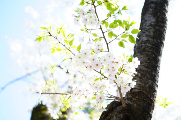 kwitnące wiśnie w parku - cherry tree flash zdjęcia i obrazy z banku zdjęć