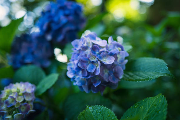 istock Hydrangea flowers are bloom in June 1308556333
