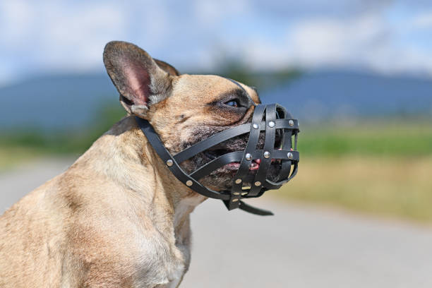 istock French Bulldog dog with short nose wearing leather muzzle 1308556948
