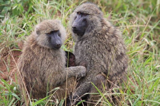 istock Baboon family in the grass 1308557636