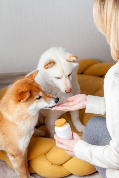 Woman giving her dogs vitamins