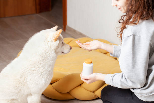 Young woman giving her dog vitamins stock photo