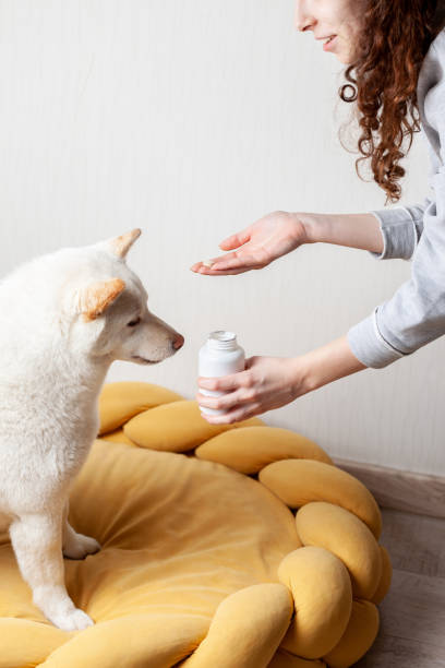 istock Young woman giving her dog vitamins 1308557664