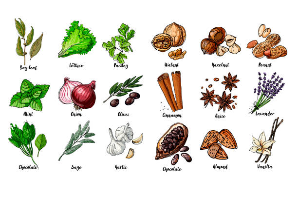 ilustraciones, imágenes clip art, dibujos animados e iconos de stock de hierbas. especias. hierba italiana dibujaba líneas negras sobre un fondo blanco. ilustración vectorial. hoja de laurel, lechuga, perejil, menta, cebolla, aceitunas, espinacas, salvia, ajo, nuez, avellana, cacahuetes, canela - sweet chili