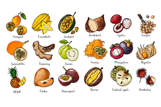 плоды, нарисованные линией на белой спине. салак, личи, лонган, кивано, мангостин, физалис, рамбутан, кумкват, карамбола, джекфрут, гранадилья - guava vegetable tropical climate fruit stock illustrations