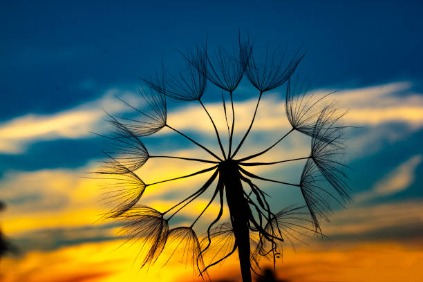 paracaídas tragopogons aga ligero viento nocturno - tiempo real fotografías e imágenes de stock