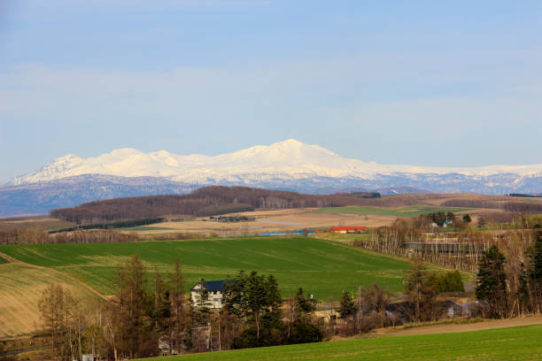 istock Wheat field on the spring hill and Snowy mountains 1308560613