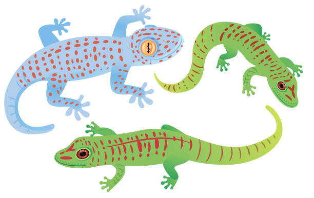 Tokay Gecko Vector Tokay Gecko tokay gecko stock illustrations