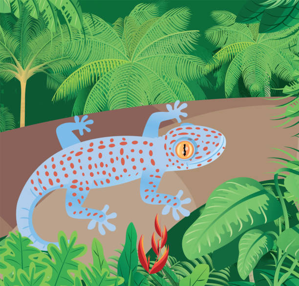 Tokay Gecko and tropical forest Vector Tokay Gecko tokay gecko stock illustrations