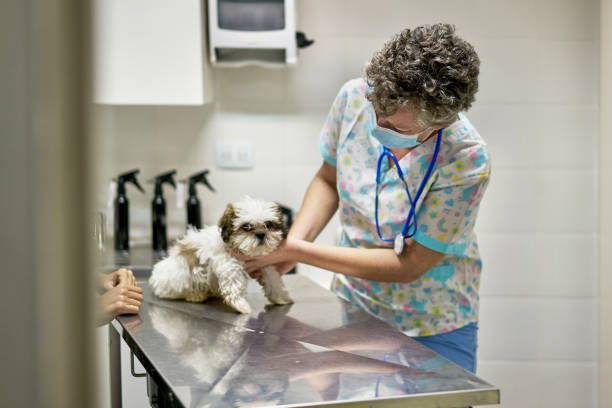 shih tzu cachorrinho sentado na mesa de exame durante o check-up - examination table - fotografias e filmes do acervo