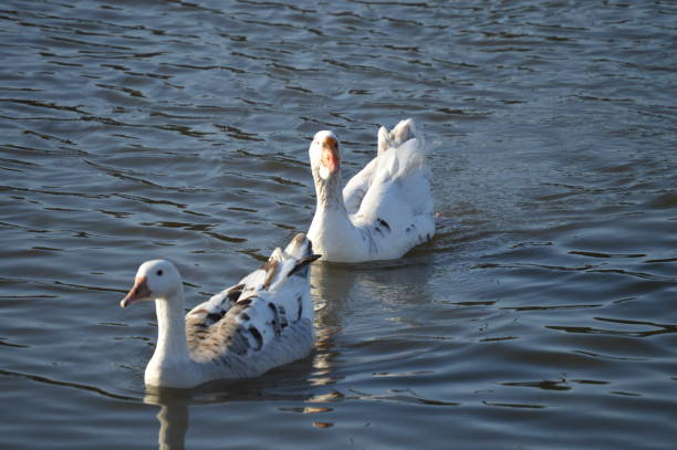istock goose on the water. L'oie sur l'eau. 1308564467