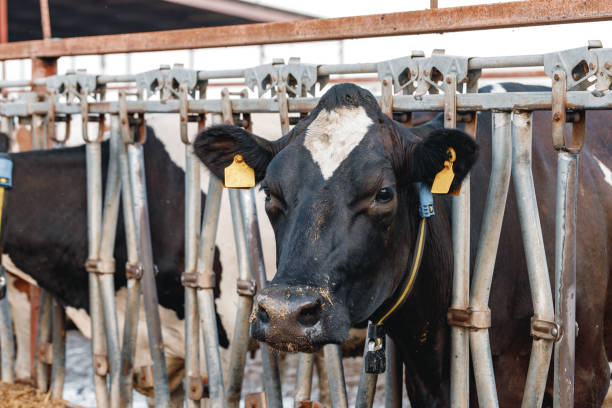 istock Head of a cow standing in a stall 1308564823