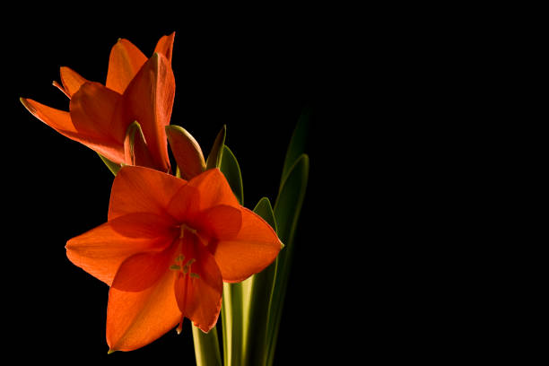 Amaryllis flower with black background
