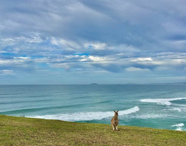 istock Kangaroo on Headland By the Beach 1308568241