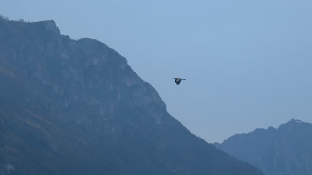 Black Stork Flying