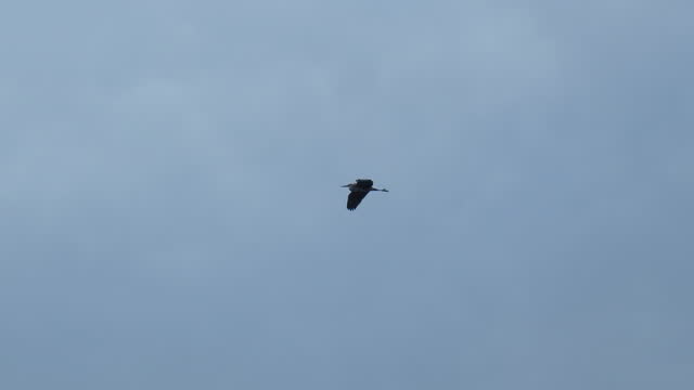 Black Stork Flying
